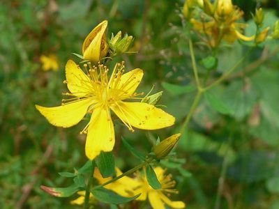 Зверобой в Германии продают по рецепту - Наука и здоровье