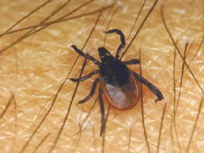 Tarp žibuoklių – erkė - Lietuva ir Baltijos šalys