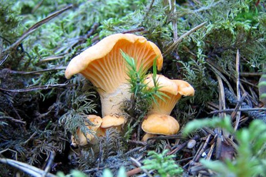 Специалисты отвергают подозрения, что грибы в Литве заражены радионуклидами?