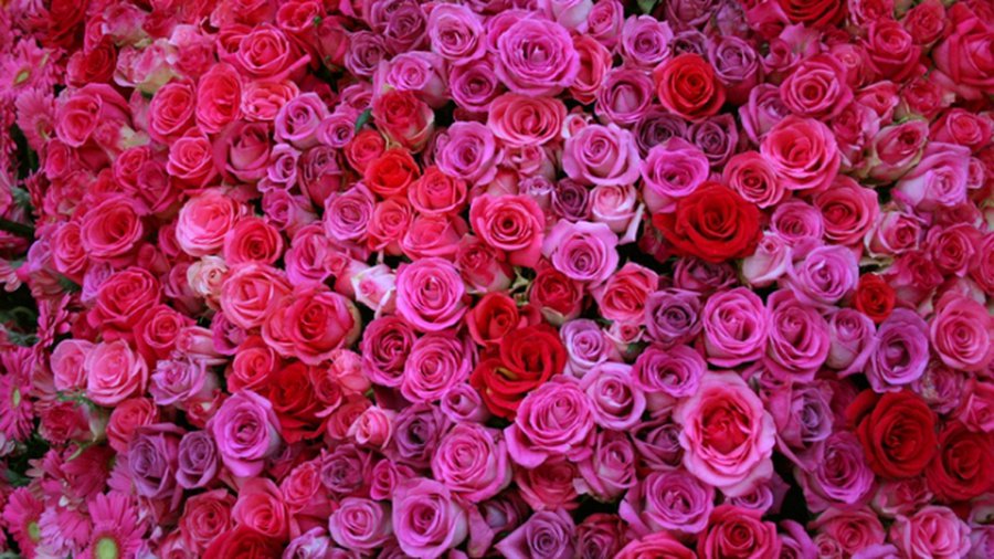 С Днем рождения, дорогая Галина Тигриевна! - Поздравления