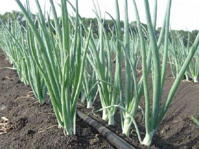 Последствия стихий: урожая лука - самый низкий с 2006 года - Литва и страны Балтии