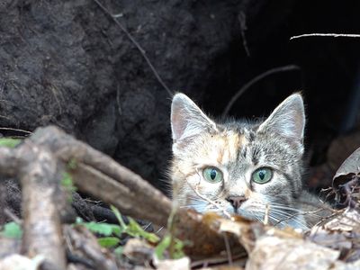 Стерилизовать бездомных кошек можно бесплатно. Как их ловить и куда обращаться (видео) - В Висагинасе