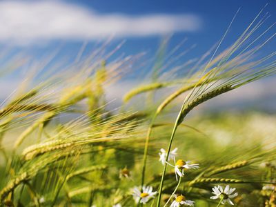 Прогноз: в Литве ожидается летняя погода - Литва и страны Балтии