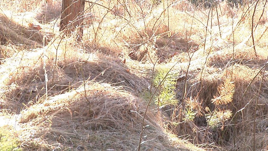 За сжигание сухой травы - штраф от 200 до 1000 литов - В Висагинасе