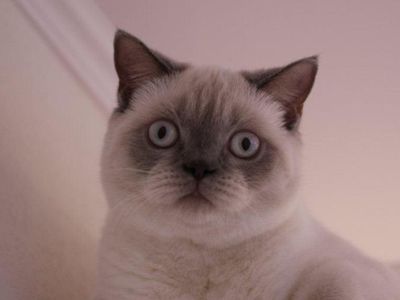 Участник № 60 конкурса «Мой домашний любимец» - Конкурсы для читателей