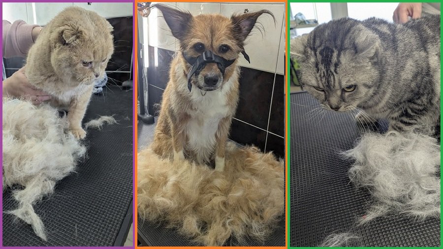 Приглашаем Вас посетить груминг салон - Реклама