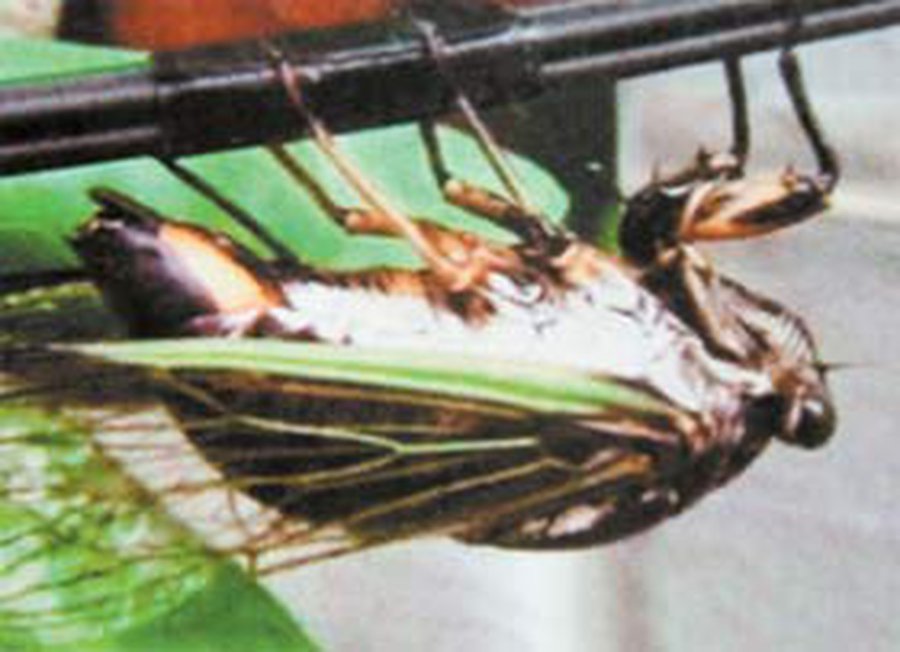 Кунсткамера 2008 №4 - Наука и здоровье