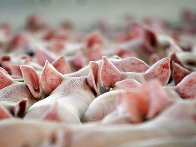 Свиная чума угрожает Литве? - Литва и страны Балтии