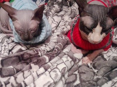 Участник №25 конкурса «Мой домашний любимец» - Конкурсы для читателей