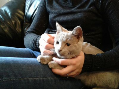 Участник № 48 конкурса «Мой домашний любимец» - Конкурсы для читателей