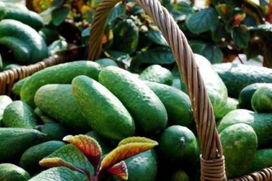 Lietuvoje agurkai – deficitas - Lietuva ir Baltijos šalys