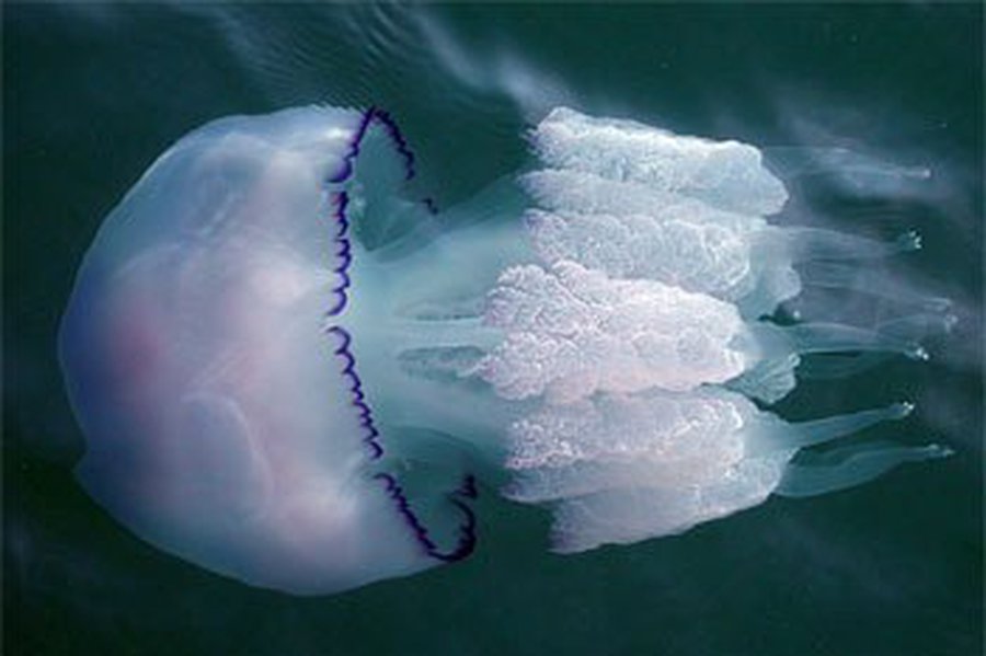 Медузы помогут диагностировать рак                  - Наука и здоровье