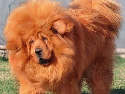 Щенок тибетского мастифа продан за два миллиона долларов - Хобби, отдых и развлечения