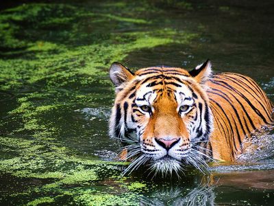 Популяции млекопитающих, птиц, рептилий, рыб за последние 50 лет сократились на 68% - В Мире