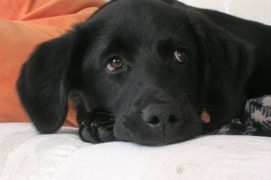 «Собака — мой друг» - В Висагинасе