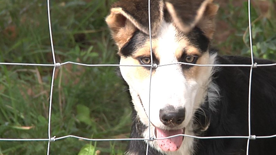 Помоги мне - В Висагинасе
