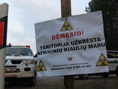 В Литве африканская свиная чума (АСЧ) коснулась и мелких хозяйств - Литва и страны Балтии