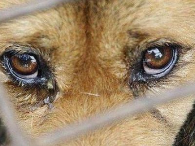 За жестокое обращение с животными предлагается до 5 лет запретить их содержать - Литва и страны Балтии