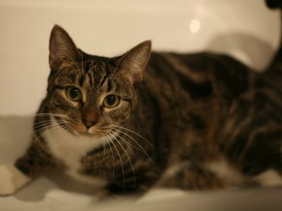 Участник № 68 конкурса «Мой домашний любимец» - Конкурсы для читателей