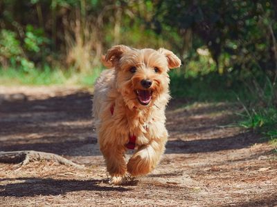 У вас есть питомец? Соблюдайте правила его содержания - В Висагинасе