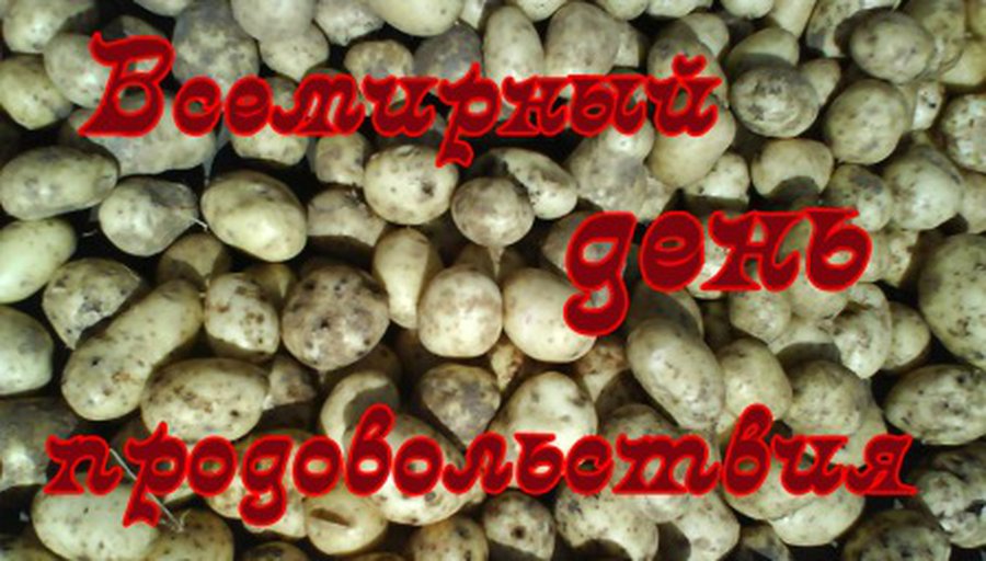 Cегодня отмечают Всемирный день продовольствия  - В Мире