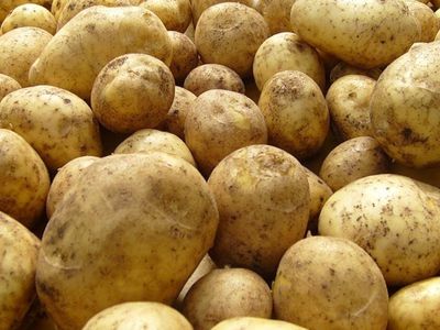 «Политическая» картошка - Наука и здоровье