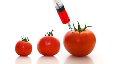 «Наколотые помидоры»: скандал вокруг ГМО