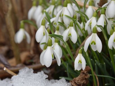 Весна заявит о себе: будет солнечно и тепло - Литва и страны Балтии