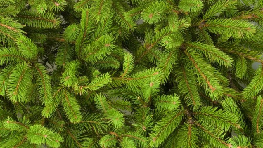 Придите за веткой ели и принесите праздник в свой дом! - В Висагинасе