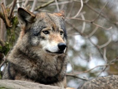 У границ Калининградской области бесчинствуют стаи волков - Литва и страны Балтии