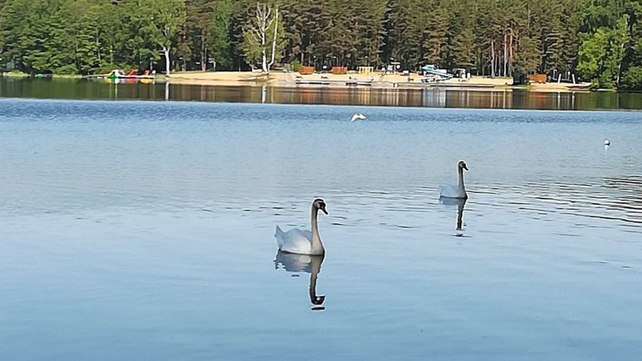 Купаться можно! Качество воды и песка в оз. Висагинас соответствуют норме - В Висагинасе