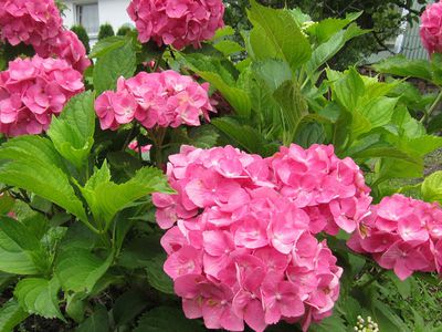 Aplankyti VDU botanikos sodą žiedais vilioja hortenzijos - Įdomu žinoti