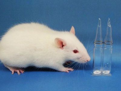 Учёные вырастили мышцу, способную к регенерации - Наука и здоровье