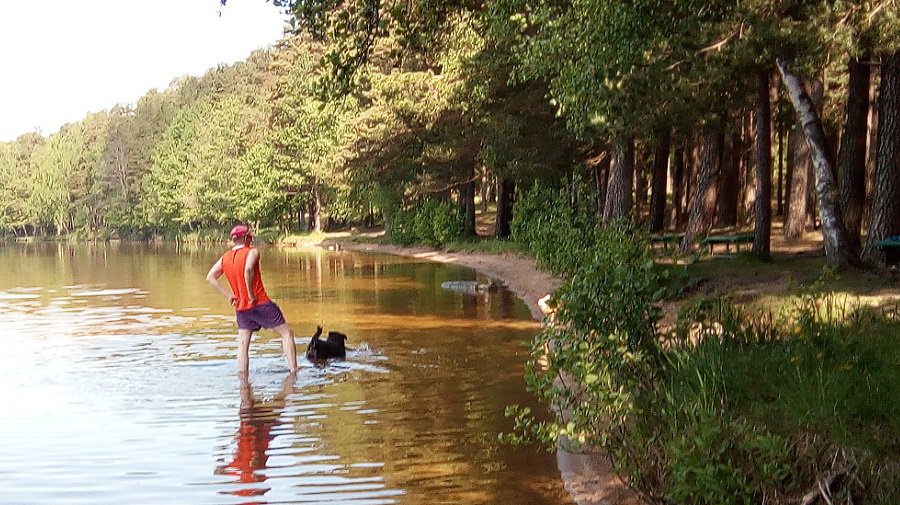 Правила выгула собак: менять или контролировать их выполнение? - В Висагинасе