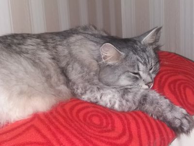 Участник №9 конкурса «Мой домашний любимец» - Конкурсы для читателей