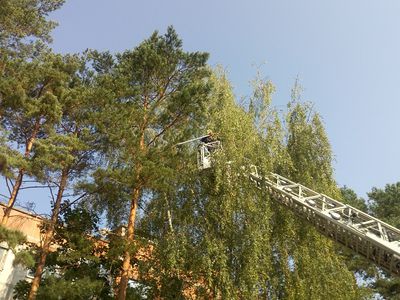 Борьба с воронами. На ул. Статибинику пожарные разрушили гнезда - В Висагинасе
