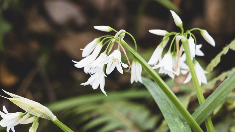 Метеорологи: январь этого года в Литве – самый теплый в истории - Литва и страны Балтии