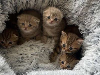 Очаровательные котята ждут своих хозяев - Реклама