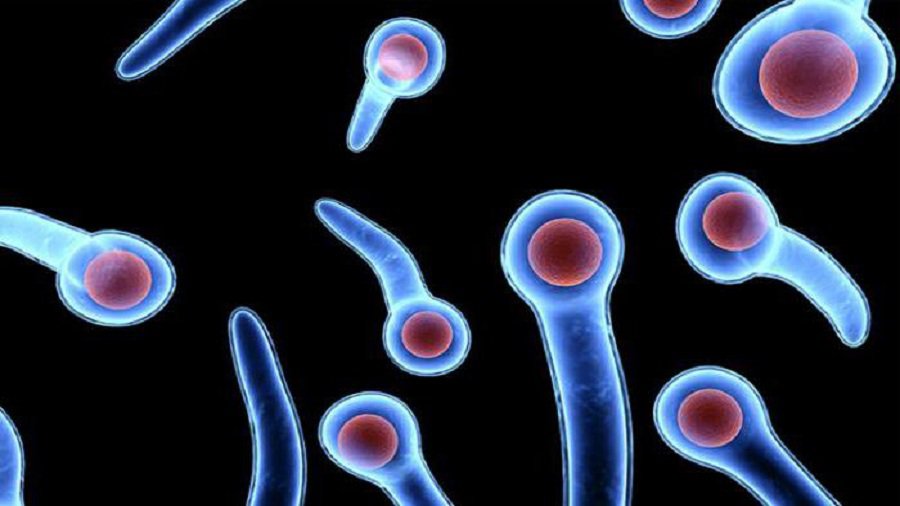 В Литве - первый в этом году случай столбняка, умерла женщина - Литва и страны Балтии