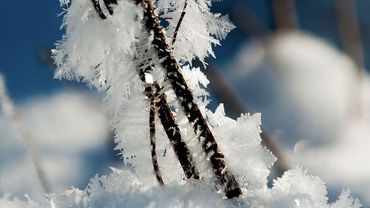 Установившиеся в Литве сильные морозы ежедневно собирают скорбную дань                                                           