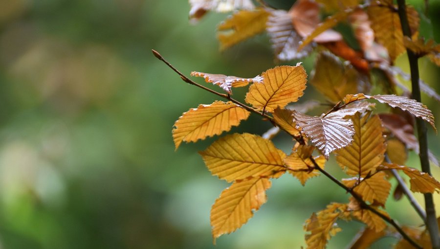 В Литве ожидается теплая, но пасмурная погода - Литва и страны Балтии