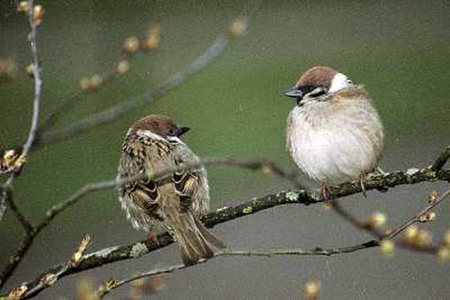 Meilės dieną šveskime kartu! - Visagine