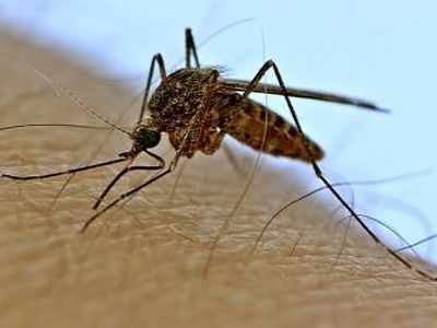 Приманку для комаров с человеческим запахом создали ученые - Наука и здоровье