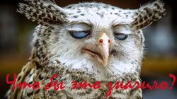 Фото участников конкурса «Что бы это значило?» (сегодня последний день голосования!)