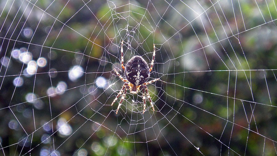 Чем интересна паутина? - Хобби, отдых и развлечения
