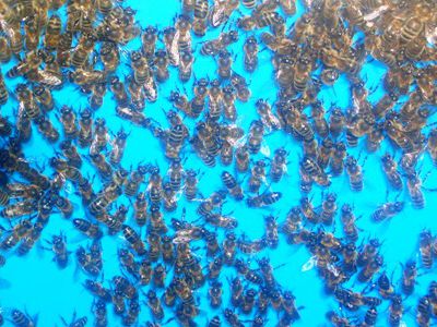 В квартиру жительницы Висагинаса залетели ... сотни пчел                                                            - В Висагинасе