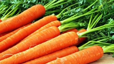 Литва может остаться без местной моркови