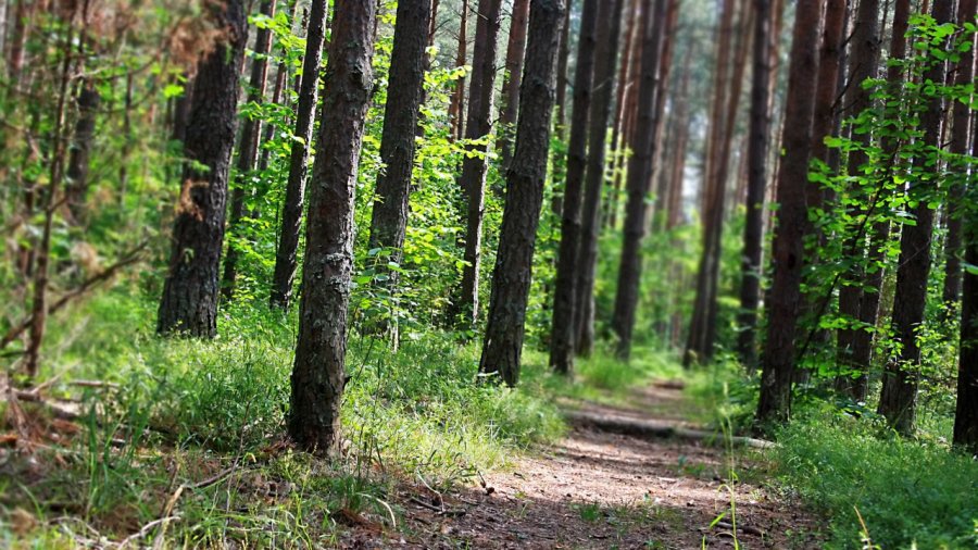 Висагинцы слышат красоту - Без цензуры
