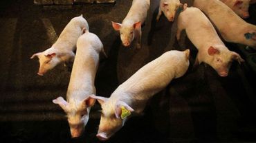 Балтийские страны и Польша обсудят, как защититься от чумы свиней