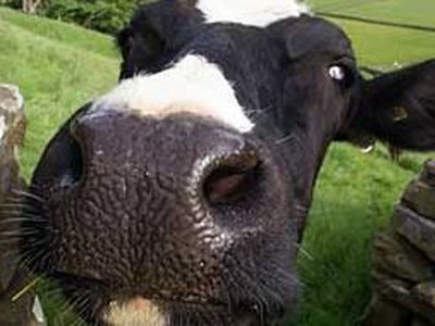 Литовский суд рассмотрел дело о несанкционированном доении коров - Хобби, отдых и развлечения